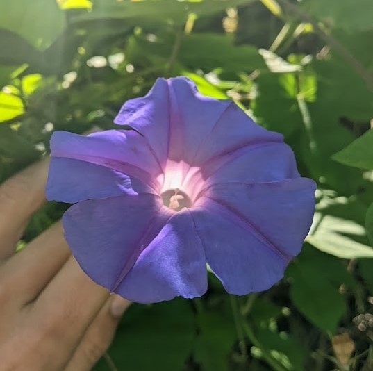 flower-blue